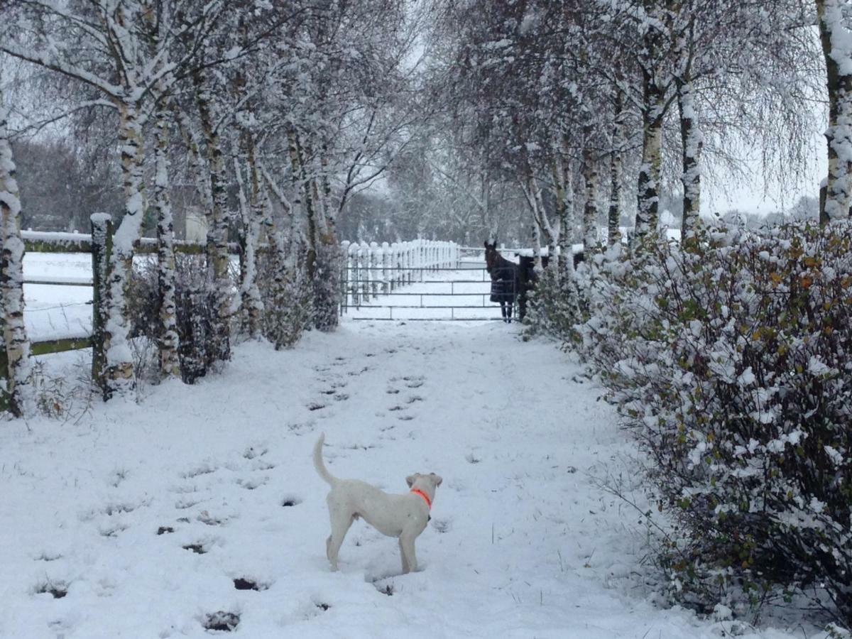 Saint-Sauveur-de-Carrouges Haras De La Croix D'Argent Bed & Breakfast エクステリア 写真