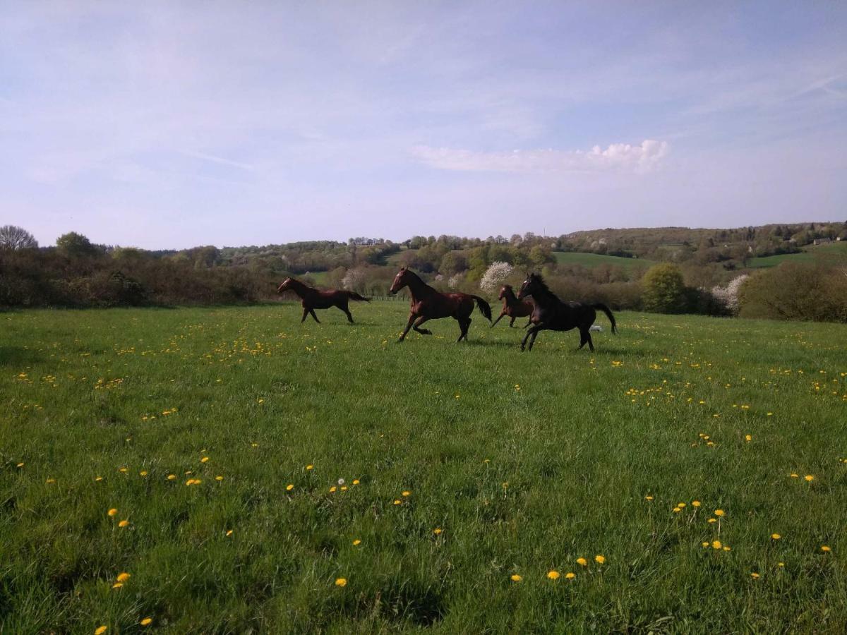 Saint-Sauveur-de-Carrouges Haras De La Croix D'Argent Bed & Breakfast エクステリア 写真
