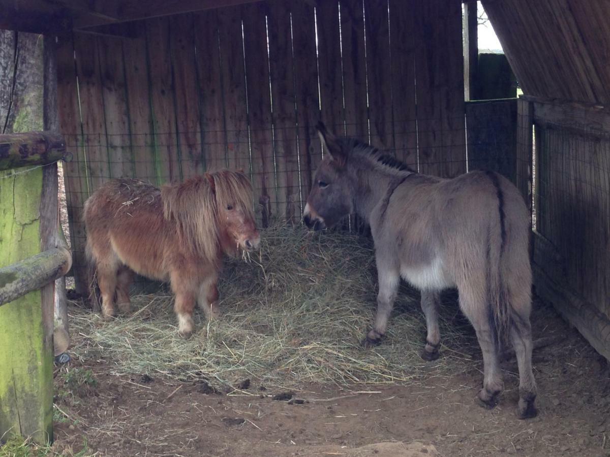 Saint-Sauveur-de-Carrouges Haras De La Croix D'Argent Bed & Breakfast エクステリア 写真